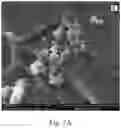 Fig. 20 - Double-layered denture comprising nanoparticles