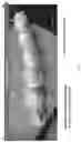 Fig. 02 - PERSONAL CARE COMPOSITIONS AND METHODS COMPRISING TRANS-1-CHLORO-3,3,3-TRIFLUOROPROPENE AND TRANS-1,3,3,3-TETRAFLUOROPROPENE