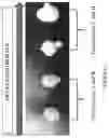 Fig. 03 - PERSONAL CARE COMPOSITIONS AND METHODS COMPRISING TRANS-1-CHLORO-3,3,3-TRIFLUOROPROPENE AND TRANS-1,3,3,3-TETRAFLUOROPROPENE