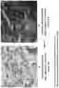 Fig. 02 - PEPTIDE NANOPARTICLES AND USES THEREFOR