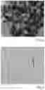 Fig. 02 - Phytocomplex and extract of a meristematic cell line selected from a plant belonging to the genus 