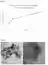 Fig. 05 - MULTIFUNCTIONAL POLYMER-NANOPARTICLE COMPOSITE FOR FIRST AID AND WOUND CARE APPLICATIONS
