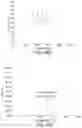 Fig. 39 - SELF-RIGHTING ARTICLES