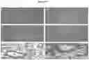 Fig. 14 - POLYMERIC NANOPARTICLES