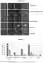 Fig. 27 - POLYMERIC NANOPARTICLES