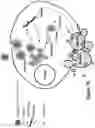 Fig. 34 - POLYMERIC NANOPARTICLES