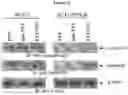 Fig. 38 - POLYMERIC NANOPARTICLES