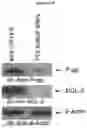 Fig. 39 - POLYMERIC NANOPARTICLES