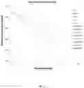Fig. 07 - DIETARY SUPPLEMENT COMPRISING LUTEIN FOR TELOMERE PROTECTION, AND METHOD FOR PRODUCTION THEREOF