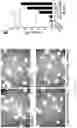 Fig. 07 - Promotion of lymphatic function