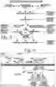 Fig. 04 - COMPOSITIONS AND METHODS OF TREATING AGE-RELATED MACULAR DEGENERATION