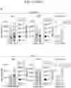 Fig. 05 - Sensitization of cancer cells to differentiation therapy with mitochondrial uncoupler niclosamide ethanolamine