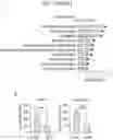 Fig. 13 - Sensitization of cancer cells to differentiation therapy with mitochondrial uncoupler niclosamide ethanolamine