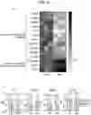 Fig. 16 - Sensitization of cancer cells to differentiation therapy with mitochondrial uncoupler niclosamide ethanolamine