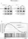 Fig. 17 - Sensitization of cancer cells to differentiation therapy with mitochondrial uncoupler niclosamide ethanolamine