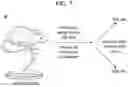 Fig. 24 - Sensitization of cancer cells to differentiation therapy with mitochondrial uncoupler niclosamide ethanolamine