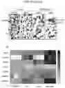 Fig. 33 - Sensitization of cancer cells to differentiation therapy with mitochondrial uncoupler niclosamide ethanolamine
