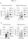 Fig. 39 - Sensitization of cancer cells to differentiation therapy with mitochondrial uncoupler niclosamide ethanolamine