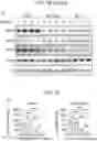 Fig. 45 - Sensitization of cancer cells to differentiation therapy with mitochondrial uncoupler niclosamide ethanolamine