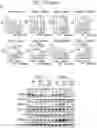 Fig. 46 - Sensitization of cancer cells to differentiation therapy with mitochondrial uncoupler niclosamide ethanolamine