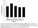 Fig. 02 - COMBINED PREPARATION COMPRISING AN ANTHOCYANIN COMPOSITION AND AN ANTIVIRAL AGENT
