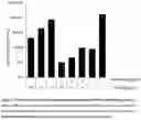 Fig. 08 - COMBINED PREPARATION COMPRISING AN ANTHOCYANIN COMPOSITION AND AN ANTIVIRAL AGENT