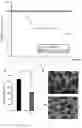 Fig. 03 - Prophylactic or Therapeutic Agent for Cancer