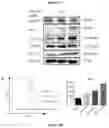 Fig. 04 - Combination of immunotherapies with MDM2 inhibitors