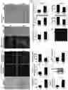 Fig. 06 - Effects of Age-Dependent Changes in Cell Size on Endothelial Cell Growth
