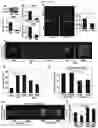 Fig. 07 - Effects of Age-Dependent Changes in Cell Size on Endothelial Cell Growth
