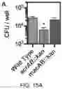 Fig. 27 - Small molecule inhibitors of bacterial efflux pumps and methods of using same
