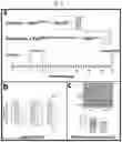 Fig. 02 - Tip60 Inhibitors and Methods of Use for Cardiovascular Disease