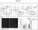 Fig. 30 - Tip60 Inhibitors and Methods of Use for Cardiovascular Disease