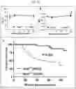 Fig. 32 - Tip60 Inhibitors and Methods of Use for Cardiovascular Disease