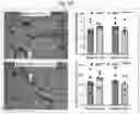 Fig. 40 - Tip60 Inhibitors and Methods of Use for Cardiovascular Disease