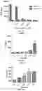Fig. 07 - COLLAGEN P4H1 INHIBITOR AND ITS USE