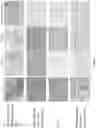Fig. 20 - COLLAGEN P4H1 INHIBITOR AND ITS USE