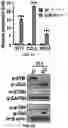 Fig. 32 - COMPOSITIONS AND METHODS FOR ENHANCING CANCER IMMUNE CHECKPOINT THERAPY