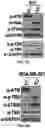 Fig. 33 - COMPOSITIONS AND METHODS FOR ENHANCING CANCER IMMUNE CHECKPOINT THERAPY