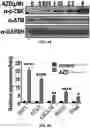 Fig. 34 - COMPOSITIONS AND METHODS FOR ENHANCING CANCER IMMUNE CHECKPOINT THERAPY