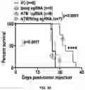 Fig. 40 - COMPOSITIONS AND METHODS FOR ENHANCING CANCER IMMUNE CHECKPOINT THERAPY
