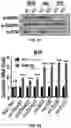 Fig. 41 - COMPOSITIONS AND METHODS FOR ENHANCING CANCER IMMUNE CHECKPOINT THERAPY