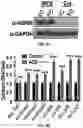 Fig. 42 - COMPOSITIONS AND METHODS FOR ENHANCING CANCER IMMUNE CHECKPOINT THERAPY