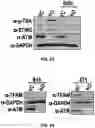 Fig. 44 - COMPOSITIONS AND METHODS FOR ENHANCING CANCER IMMUNE CHECKPOINT THERAPY