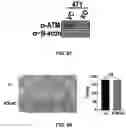 Fig. 47 - COMPOSITIONS AND METHODS FOR ENHANCING CANCER IMMUNE CHECKPOINT THERAPY