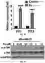 Fig. 62 - COMPOSITIONS AND METHODS FOR ENHANCING CANCER IMMUNE CHECKPOINT THERAPY