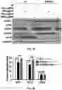 Fig. 65 - COMPOSITIONS AND METHODS FOR ENHANCING CANCER IMMUNE CHECKPOINT THERAPY