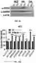 Fig. 67 - COMPOSITIONS AND METHODS FOR ENHANCING CANCER IMMUNE CHECKPOINT THERAPY