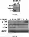 Fig. 70 - COMPOSITIONS AND METHODS FOR ENHANCING CANCER IMMUNE CHECKPOINT THERAPY