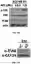 Fig. 71 - COMPOSITIONS AND METHODS FOR ENHANCING CANCER IMMUNE CHECKPOINT THERAPY